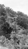 CoalbedCanyon1