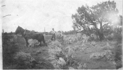 Homestead-2a2