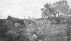Homestead2a